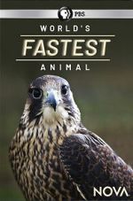 World\'s Fastest Animal